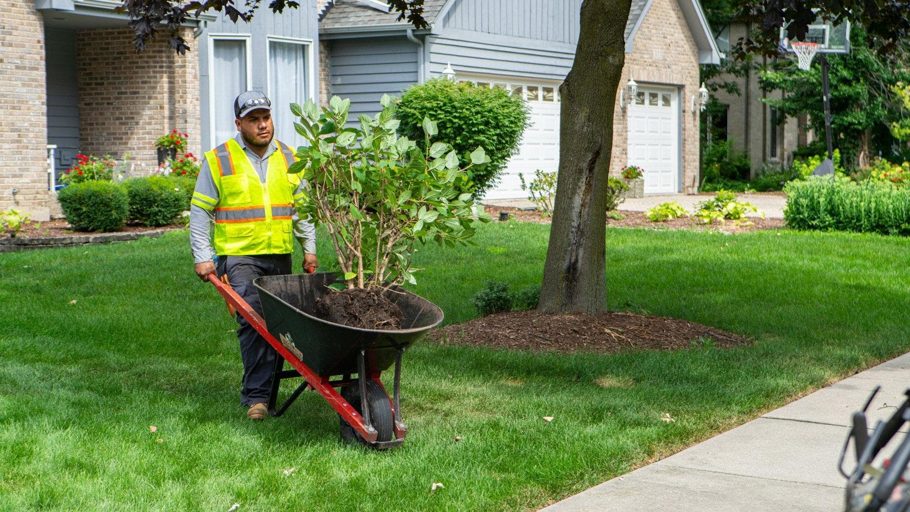 A landscaper with a wheelbarrow in a front yard
